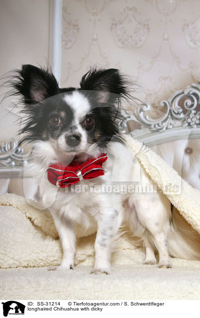 Langhaarchihuahua mit Fliege / longhaired Chihuahua with dicky / SS-31214