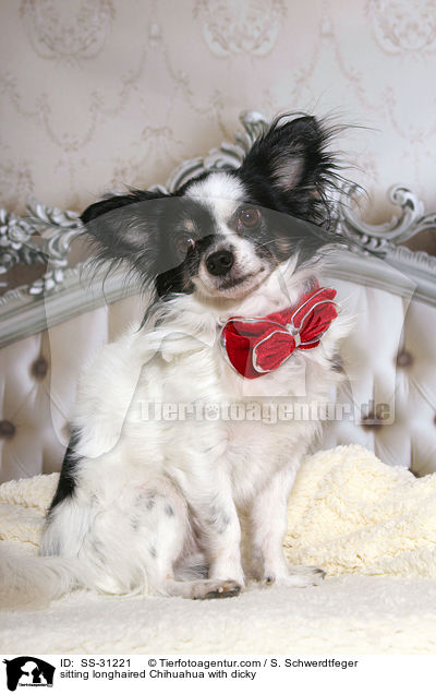 sitzender Langhaarchihuahua mit Fliege / sitting longhaired Chihuahua with dicky / SS-31221