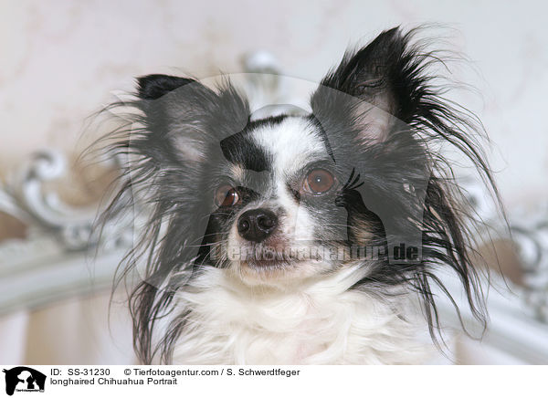 Langhaarchihuahua Portrait / longhaired Chihuahua Portrait / SS-31230