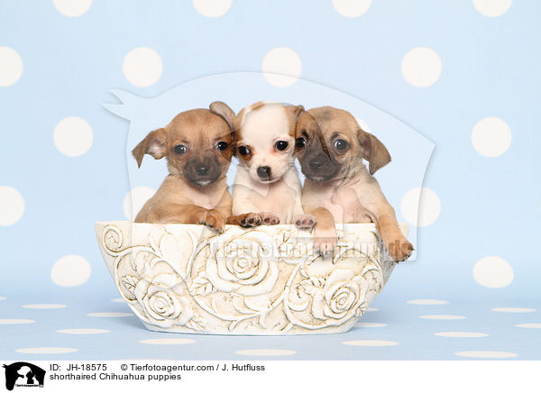 Kurzhaarchihuahua Welpen / shorthaired Chihuahua puppies / JH-18575
