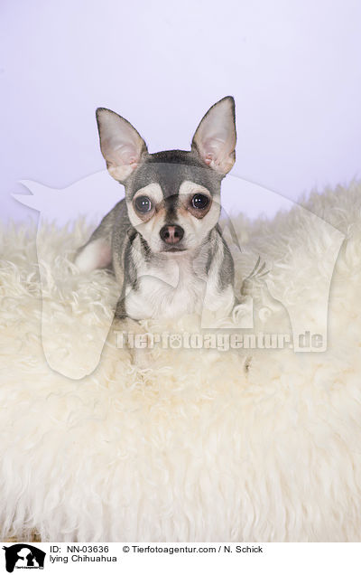 liegender Chihuahua / lying Chihuahua / NN-03636