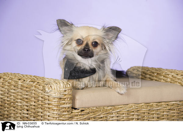 liegender Chihuahua / lying Chihuahua / NN-03655