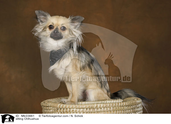 sitzender Chihuahua / sitting Chihuahua / NN-03661