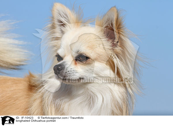 Langhaarchihuahua Portrait / longhaired Chihuahua portrait / IF-10423