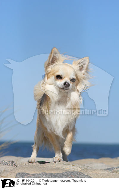 Langhaarchihuahua / longhaired Chihuahua / IF-10429