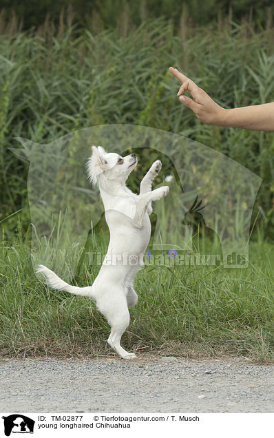 junger Langhaarchihuahua / young longhaired Chihuahua / TM-02877
