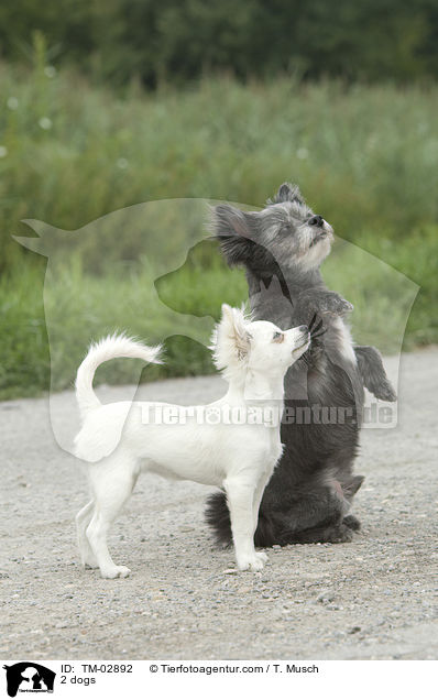 2 Hunde / 2 dogs / TM-02892