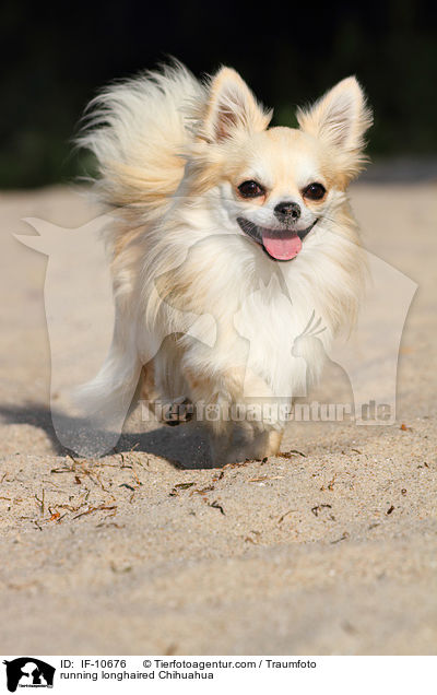 rennender Langhaarchihuahua / running longhaired Chihuahua / IF-10676