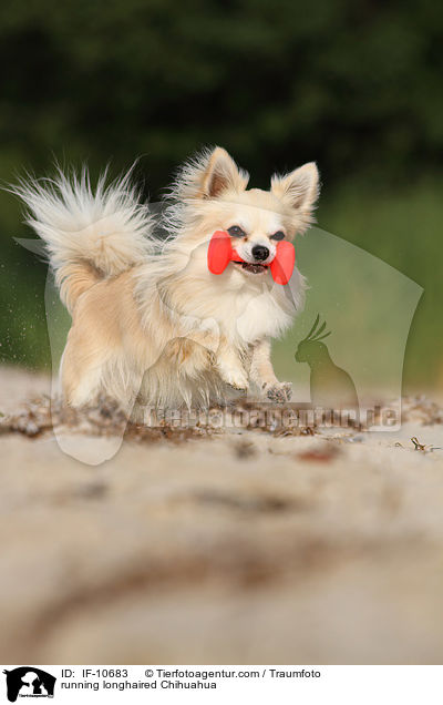 rennender Langhaarchihuahua / running longhaired Chihuahua / IF-10683
