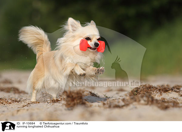 rennender Langhaarchihuahua / running longhaired Chihuahua / IF-10684