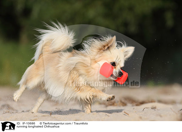 rennender Langhaarchihuahua / running longhaired Chihuahua / IF-10686
