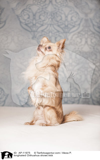 Langhaarchihuahua macht Mnnchen / longhaired Chihuahua shows trick / AP-11975