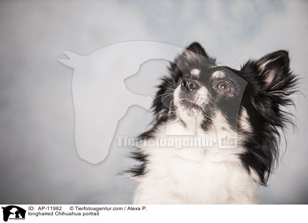 Langhaarchihuahua Portrait / longhaired Chihuahua portrait / AP-11982