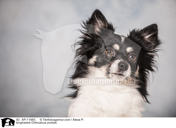 Langhaarchihuahua Portrait / longhaired Chihuahua portrait / AP-11983