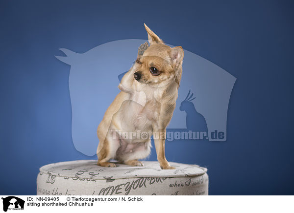 sitzender Kurzhaarchihuahua / sitting shorthaired Chihuahua / NN-09405