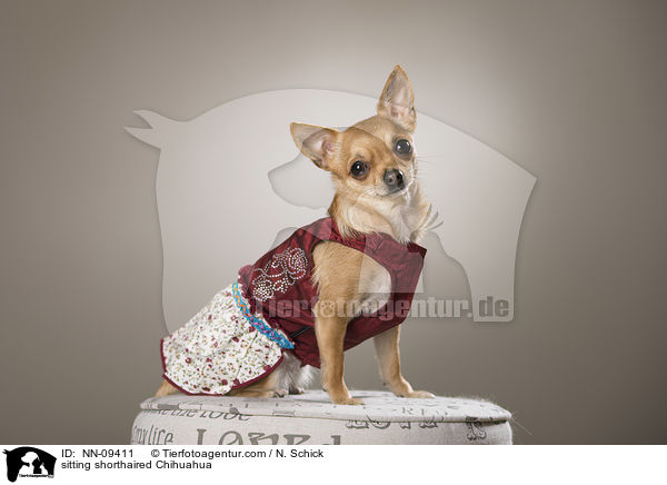 sitzender Kurzhaarchihuahua / sitting shorthaired Chihuahua / NN-09411