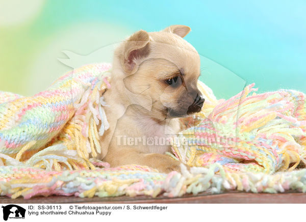 liegender Kurzhaarchihuahua Welpe / lying shorthaired Chihuahua Puppy / SS-36113