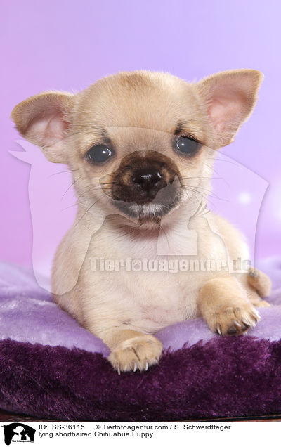 liegender Kurzhaarchihuahua Welpe / lying shorthaired Chihuahua Puppy / SS-36115