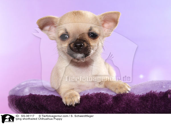 lying shorthaired Chihuahua Puppy / SS-36117