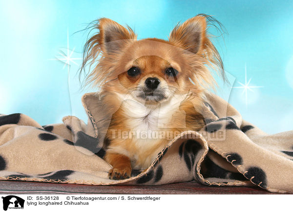 liegender Langhaarchihuahua / lying longhaired Chihuahua / SS-36128