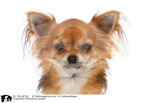 Langhaarchihuahua Portrait / longhaired Chihuahua portrait / SS-36132