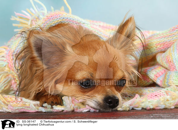 liegender Langhaarchihuahua / lying longhaired Chihuahua / SS-36147