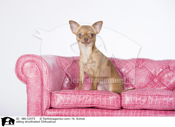 sitzender Kurzhaarchihuahua / sitting shorthaired Chihuahua / NN-12575
