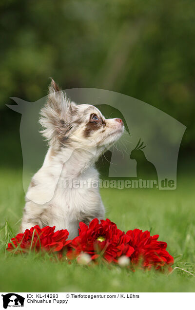 Chihuahua Welpe / Chihuahua Puppy / KL-14293