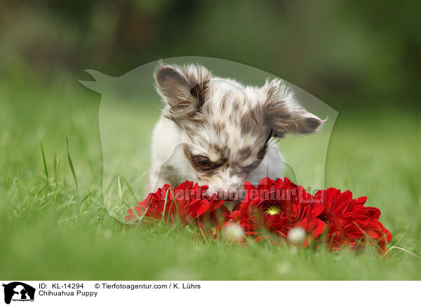 Chihuahua Welpe / Chihuahua Puppy / KL-14294