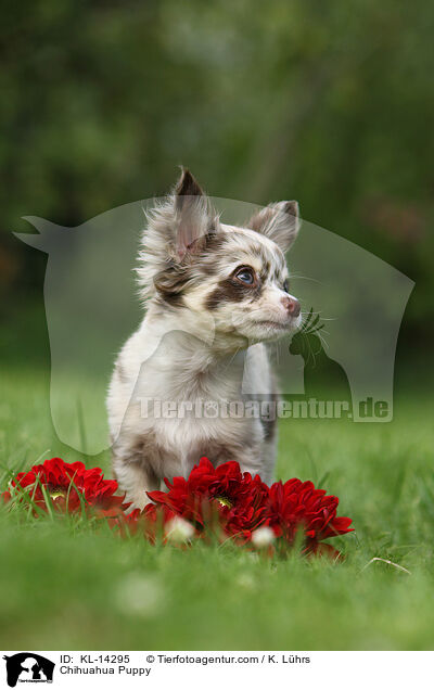 Chihuahua Welpe / Chihuahua Puppy / KL-14295