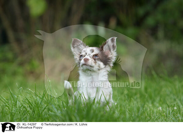 Chihuahua Welpe / Chihuahua Puppy / KL-14297