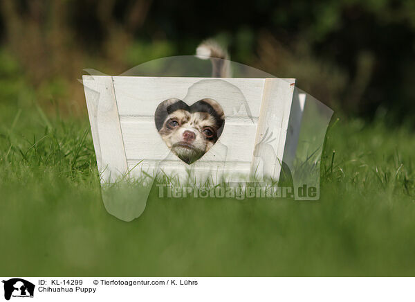 Chihuahua Welpe / Chihuahua Puppy / KL-14299