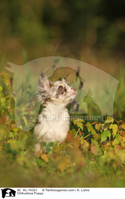 Chihuahua Welpe / Chihuahua Puppy / KL-14321