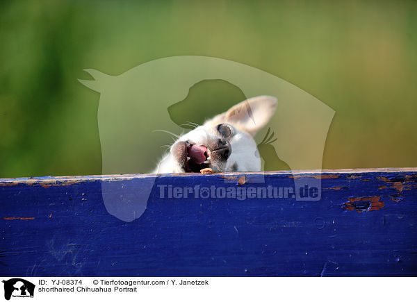 Kurzhaarchihuahua Portrait / shorthaired Chihuahua Portrait / YJ-08374