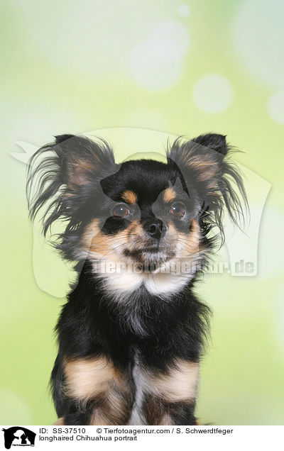Langhaarchihuahua Portrait / longhaired Chihuahua portrait / SS-37510