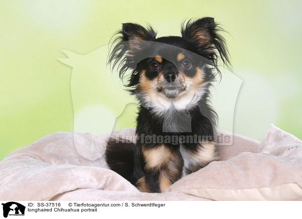 Langhaarchihuahua Portrait / longhaired Chihuahua portrait / SS-37516