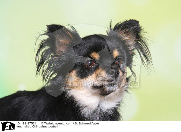 Langhaarchihuahua Portrait / longhaired Chihuahua portrait / SS-37521