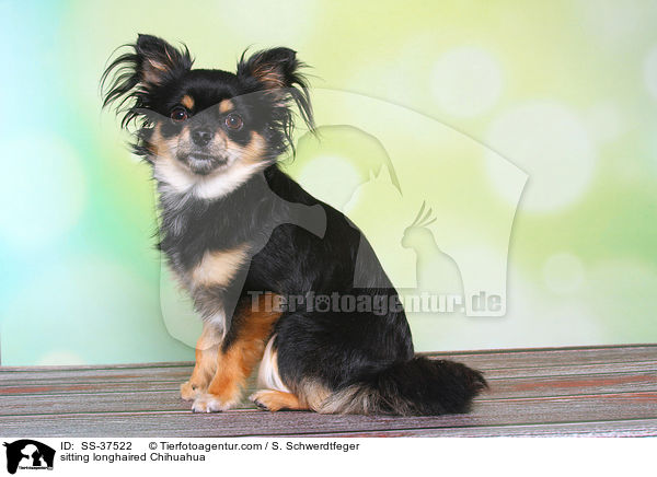 sitzender Langhaarchihuahua / sitting longhaired Chihuahua / SS-37522