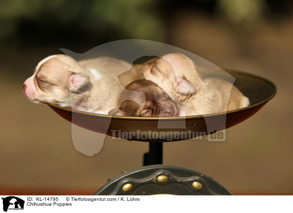 Chihuahua Welpen / Chihuahua Puppies / KL-14795