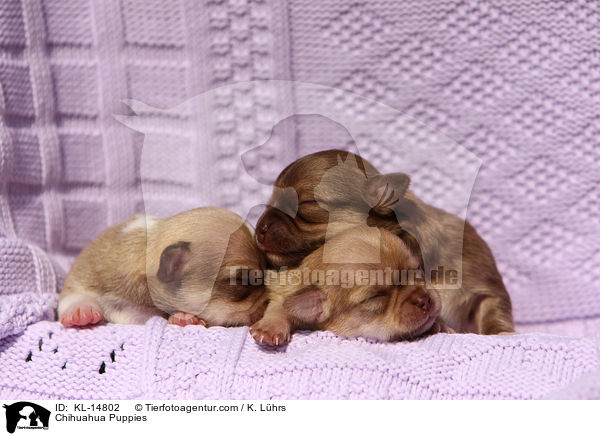 Chihuahua Welpen / Chihuahua Puppies / KL-14802