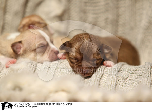 Chihuahua Welpen / Chihuahua Puppies / KL-14803
