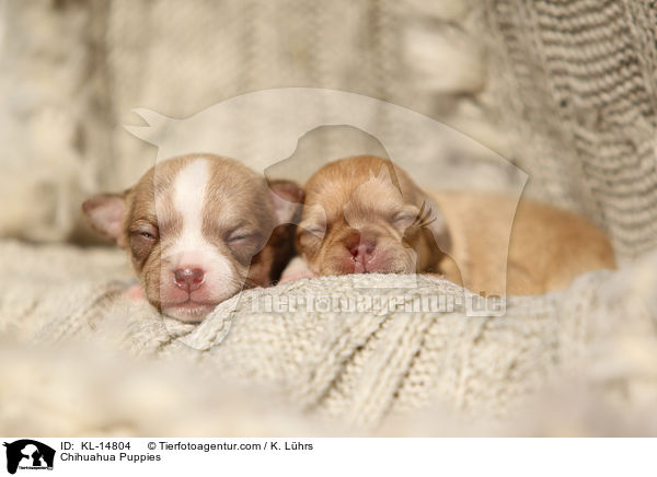 Chihuahua Welpen / Chihuahua Puppies / KL-14804