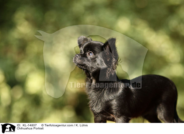Chihuahua Portrait / Chihuahua Portrait / KL-14807