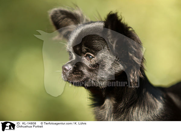 Chihuahua Portrait / Chihuahua Portrait / KL-14808