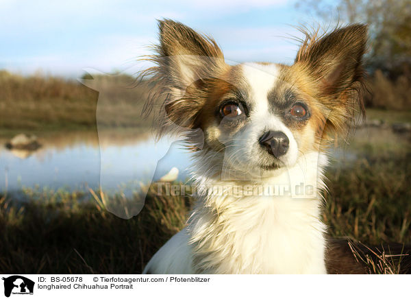 Langhaarchihuahua Portrait / longhaired Chihuahua Portrait / BS-05678