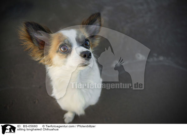 sitzender Langhaarchihuahua / sitting longhaired Chihuahua / BS-05680