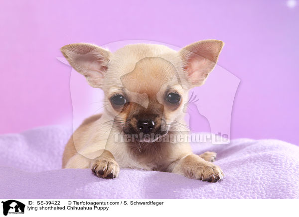 liegender Kurzhaarchihuahua Welpe / lying shorthaired Chihuahua Puppy / SS-39422