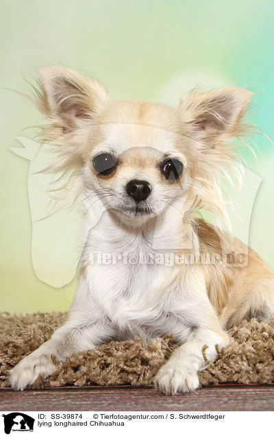 liegender Langhaarchihuahua / lying longhaired Chihuahua / SS-39874