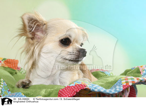 Langhaarchihuahua / longhaired Chihuahua / SS-39884