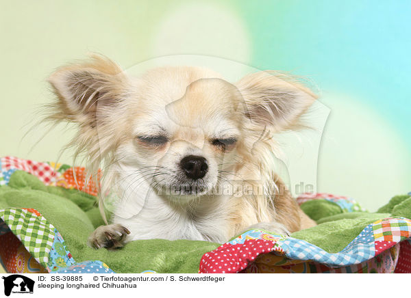 schlafender Langhaarchihuahua / sleeping longhaired Chihuahua / SS-39885